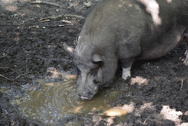 前双方的交 前双方的交